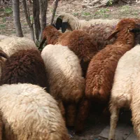 ۱۶تا‌بره‌