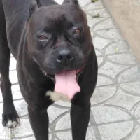 پیتبول اصیل آماده تربیت و نگهبانی