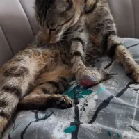 واگذاری گربه چهارماهه|گربه|قم, شهرک امام حسن|دیوار