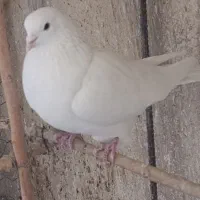 2تا نر اسمی .جوان .مست