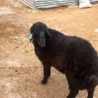 فروش1 راس بره نر همو و2راس قوچ همو کاربلد.|حیوانات مزرعه|کوهین, |دیوار