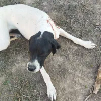 واگذاری پوینتر انگلیسی