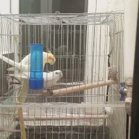 یک جفت عروس هلندی|پرنده|بانه, |دیوار