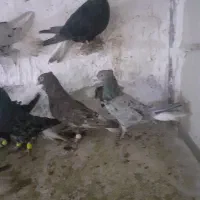 دمسفیدوهفترنگ