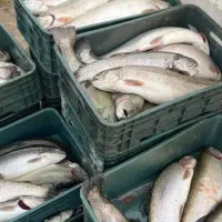 فروش ماهی قزل آلا مستقیم از مزرعه پرورش ماهی