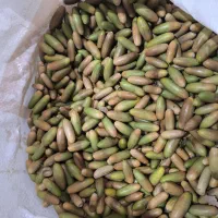 فروش عمده بلوط مازدار