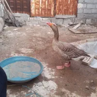 غازنر