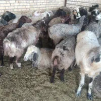 فروش میش برای چاق کردن