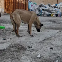 توله ماده یک ساله