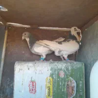 چنتاپرنده فروشی|پرنده|آباده, |دیوار