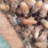 ملکه وزنبور کارنیکا ،کردوان بوکفست