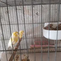 قناری جوجه سهره و سهره خاکی