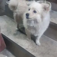 سگ پامر و شیتزو تریر