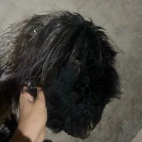 شیشک ترکی