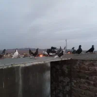 تابلو حیوون