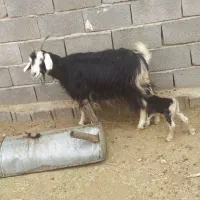 بزکهره دارجوان|حیوانات مزرعه|جهرم, |دیوار