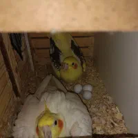 یه جفت عروس هلندی مولد فوق العاده زیبا|پرنده|تهران, اکباتان|دیوار