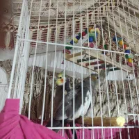 عروس هلندی|پرنده|جوادآباد, |دیوار