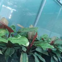 فیلدندرون پرتقالی|گل و گیاه طبیعی|املش, |دیوار