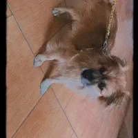 سگ جفت گیری