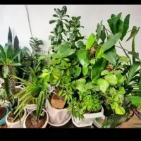 انواع گل و گلدان های خالی|گل و گیاه طبیعی|اراک, |دیوار