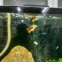 ماهی و آکواریم|ماهی|مرند, |دیوار