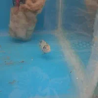 فروش یک جفت ماهی پرت پلار با چند عدد گیاهخوار