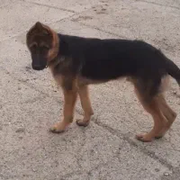 سگ ژرمن|سگ|اردبیل, |دیوار