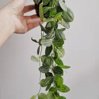 گیاهان خاص و کمیاب آپارتمانی پرورش خانگی|گل و گیاه طبیعی|ارومیه, |دیوار