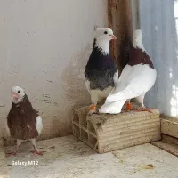 کبوتر طوقی جفتگاه با جوجه ۳ جفت|پرنده|مشهد, رده|دیوار