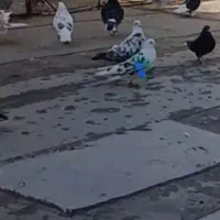 کفتر چیل رفته