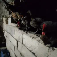 فروش خروس