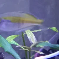 ماهی رمبو رنگین کمان و تترا کنگو|ماهی|مرند, |دیوار