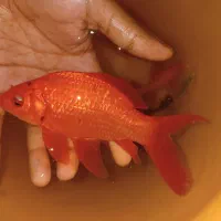 ماهی کوی و‌ قرمز