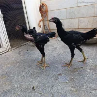 جوجه خروس لاری شش دانگ