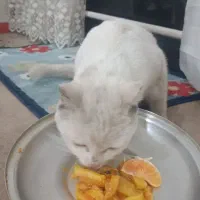 پیدا شده|حیوانات|نقده, |دیوار