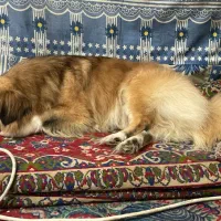 واگذاری نژاد اصیل اسپانیل تبتی/بدون کوچکترین صدا|سگ|یزد, |دیوار