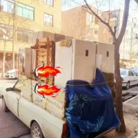 باربری خاوروانت بارتلفنی نیسان)کارگراسباب کشی|خدمات حمل و نقل|زاهدان, |دیوار