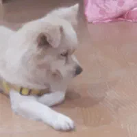 واگذاری رایگان