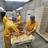 جوجه|حیوانات مزرعه|مشهد, پورسینا|دیوار