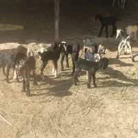 کهره شیری و بره شیری|حیوانات مزرعه|شیراز, بید زرد|دیوار