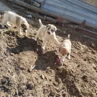 توله سگ افغان|سگ|شراء, |دیوار