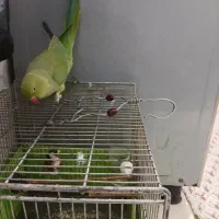 طوطی ملنگو جوجه نر پنج ماهه|پرنده|شهریار, شهرک بهاران (ویره)|دیوار