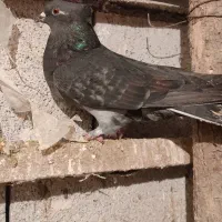 عطیقه ه|حیوانات|ارومیه, |دیوار