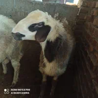 چهارراس نربره آس چاق خمیرجوخورده|حیوانات مزرعه|آزادشهر, |دیوار