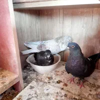 فروش گفتر یا کبوتر|پرنده|پرند, فاز ۵|دیوار