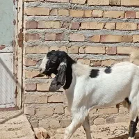حیوانات
