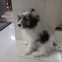 واگذاری شیتزو ۵ ماهه آموزش دیده با وسایل|سگ|بندرعباس, |دیوار