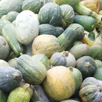 خوراک دام کدم ارگانیک|عمدهفروشی|عباسآباد, |دیوار