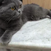 واگذاری گربه اسکاتیش